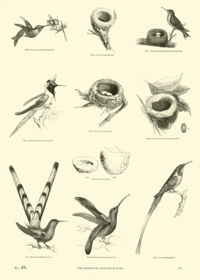 Side fra The Pictorial Museum of Animated Nature af English School