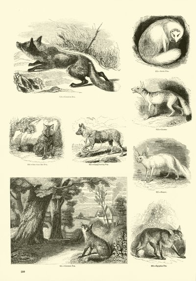Side fra The Pictorial Museum of Animated Nature af English School