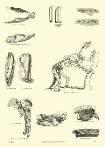 Side fra The Pictorial Museum of Animated Nature af English School