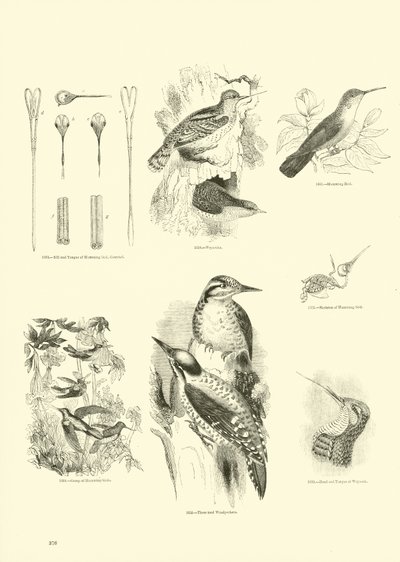 Side fra The Pictorial Museum of Animated Nature af English School