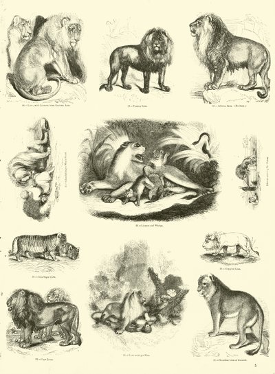 Side fra The Pictorial Museum of Animated Nature af English School