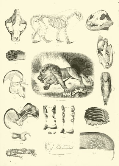 Side fra The Pictorial Museum of Animated Nature af English School