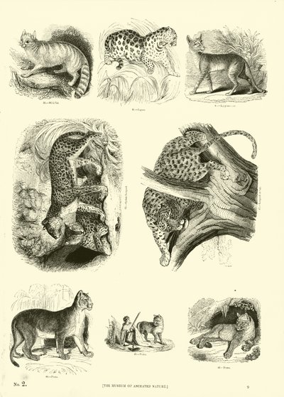 Side fra The Pictorial Museum of Animated Nature af English School