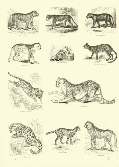 Side fra The Pictorial Museum of Animated Nature af English School
