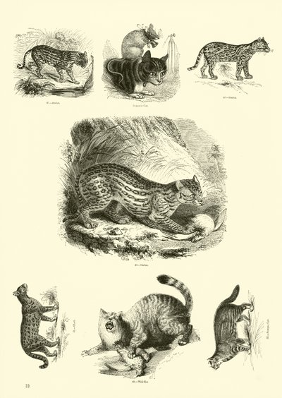 Side fra The Pictorial Museum of Animated Nature af English School