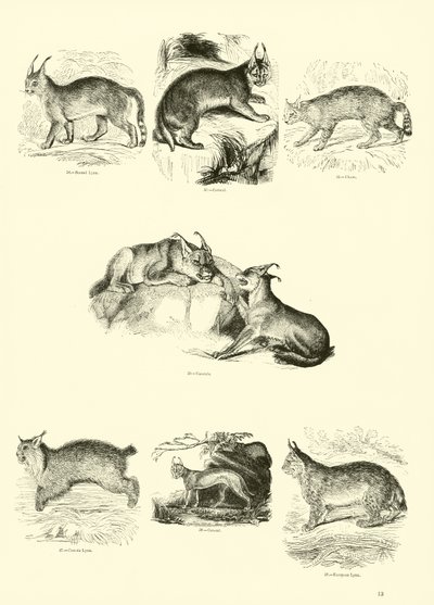 Side fra The Pictorial Museum of Animated Nature af English School
