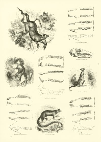 Side fra The Pictorial Museum of Animated Nature af English School