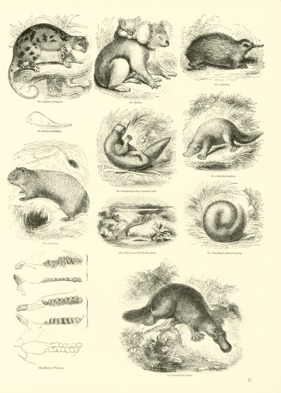 Side fra The Pictorial Museum of Animated Nature af English School