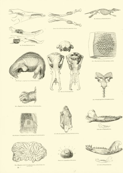 Side fra The Pictorial Museum of Animated Nature af English School