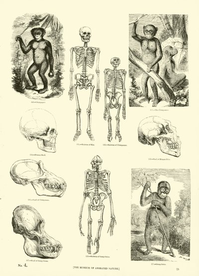 Side fra The Pictorial Museum of Animated Nature af English School