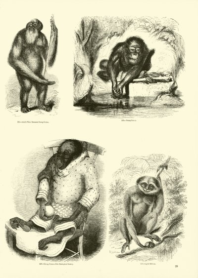 Side fra The Pictorial Museum of Animated Nature af English School