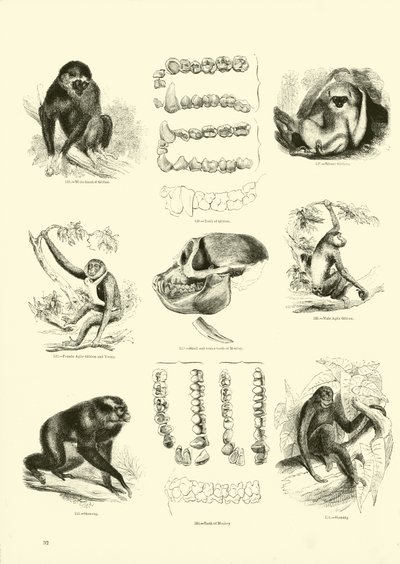 Side fra The Pictorial Museum of Animated Nature af English School