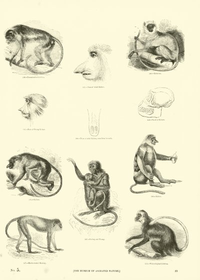 Side fra The Pictorial Museum of Animated Nature af English School