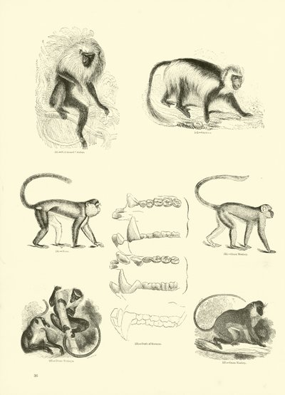 Side fra The Pictorial Museum of Animated Nature af English School