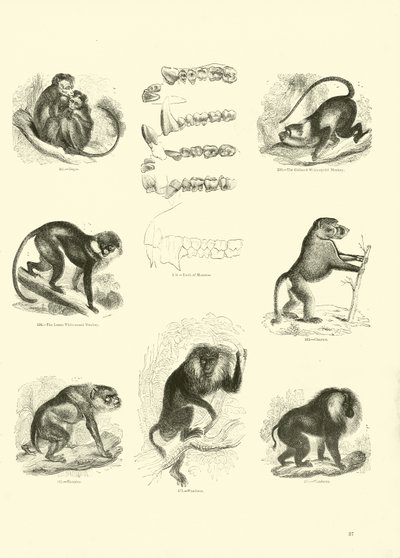 Side fra The Pictorial Museum of Animated Nature af English School
