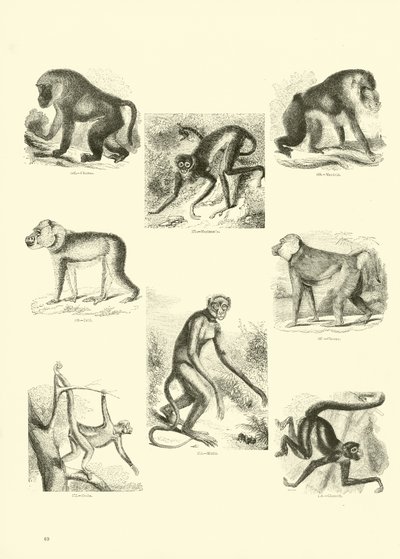 Side fra The Pictorial Museum of Animated Nature af English School
