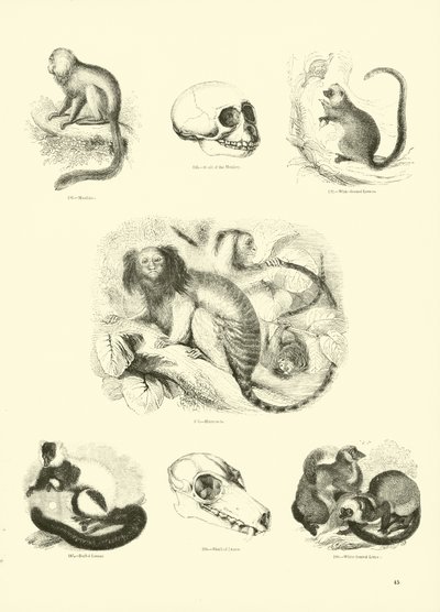 Side fra The Pictorial Museum of Animated Nature af English School