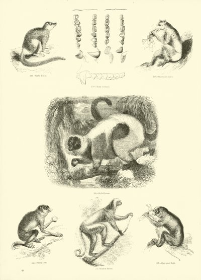 Side fra The Pictorial Museum of Animated Nature af English School