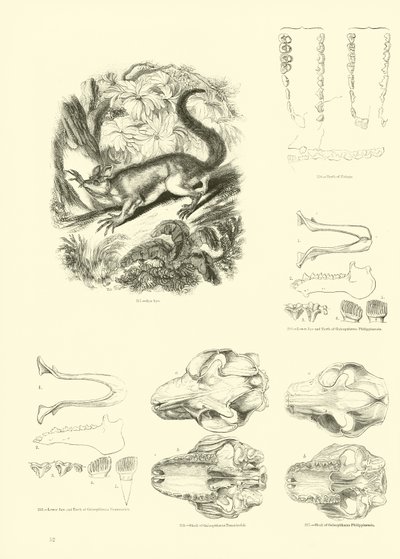 Side fra The Pictorial Museum of Animated Nature af English School