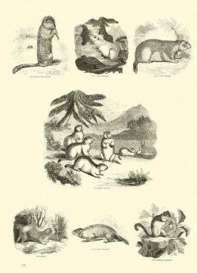 Side fra The Pictorial Museum of Animated Nature af English School