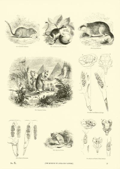 Side fra The Pictorial Museum of Animated Nature af English School
