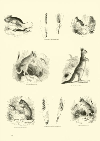 Side fra The Pictorial Museum of Animated Nature af English School
