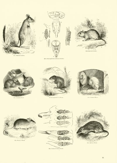 Side fra The Pictorial Museum of Animated Nature af English School