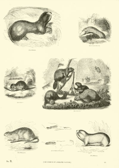 Side fra The Pictorial Museum of Animated Nature af English School