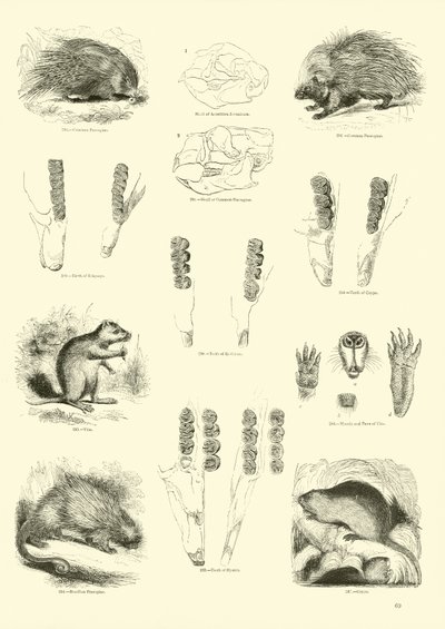 Side fra The Pictorial Museum of Animated Nature af English School