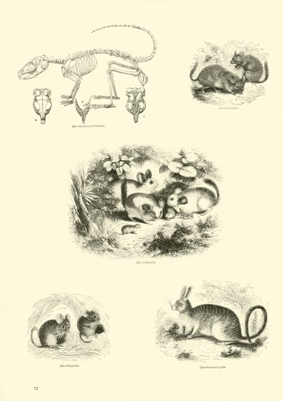 Side fra The Pictorial Museum of Animated Nature af English School