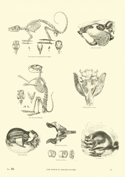 Side fra The Pictorial Museum of Animated Nature af English School