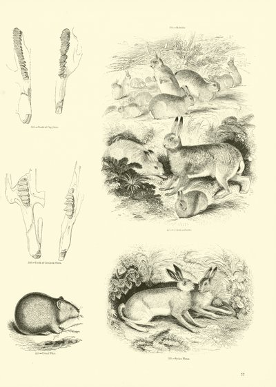 Side fra The Pictorial Museum of Animated Nature af English School