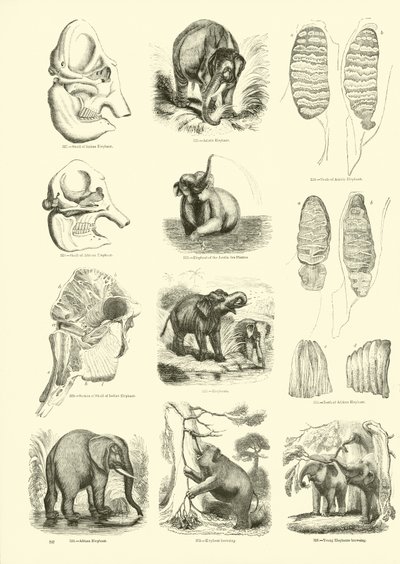 Side fra The Pictorial Museum of Animated Nature af English School