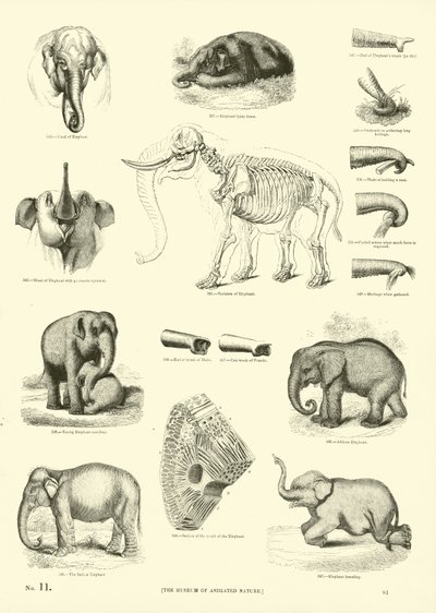 Side fra The Pictorial Museum of Animated Nature af English School