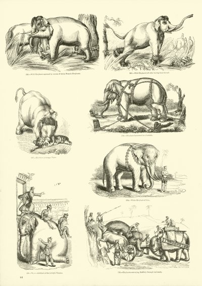 Side fra The Pictorial Museum of Animated Nature af English School