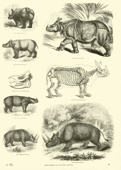 Side fra The Pictorial Museum of Animated Nature af English School
