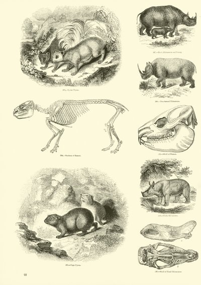 Side fra The Pictorial Museum of Animated Nature af English School