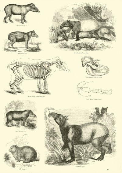 Side fra The Pictorial Museum of Animated Nature af English School