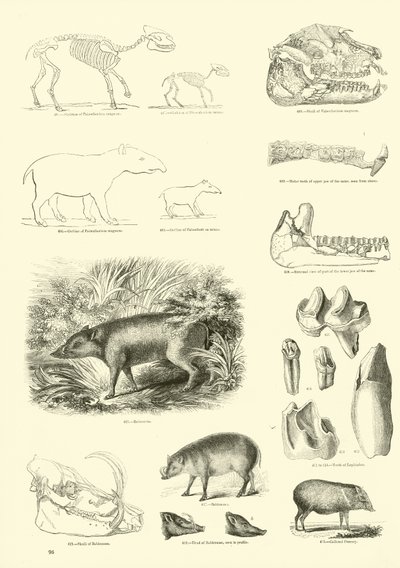 Side fra The Pictorial Museum of Animated Nature af English School