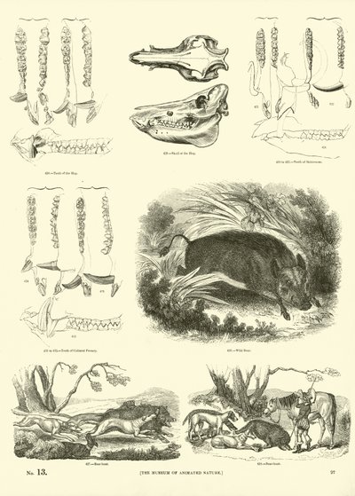 Side fra The Pictorial Museum of Animated Nature af English School
