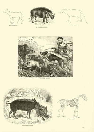 Side fra The Pictorial Museum of Animated Nature af English School