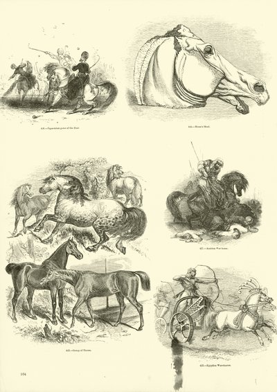 Side fra The Pictorial Museum of Animated Nature af English School