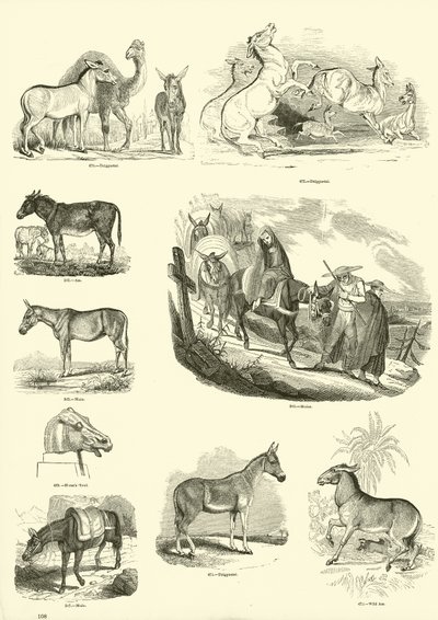 Side fra The Pictorial Museum of Animated Nature af English School