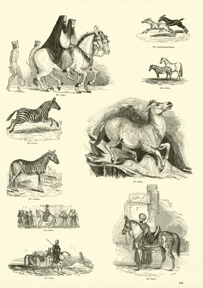 Side fra The Pictorial Museum of Animated Nature af English School