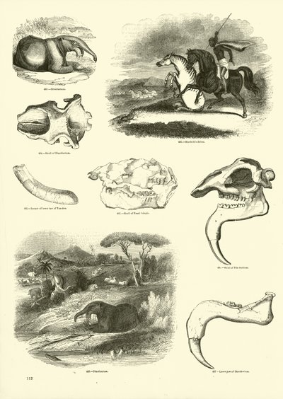 Side fra The Pictorial Museum of Animated Nature af English School