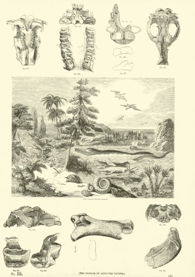 Side fra The Pictorial Museum of Animated Nature af English School