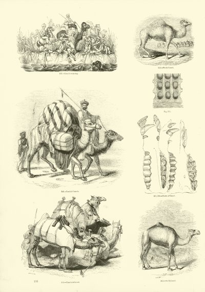 Side fra The Pictorial Museum of Animated Nature af English School