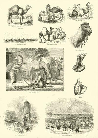 Side fra The Pictorial Museum of Animated Nature af English School