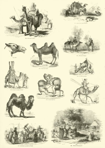 Side fra The Pictorial Museum of Animated Nature af English School