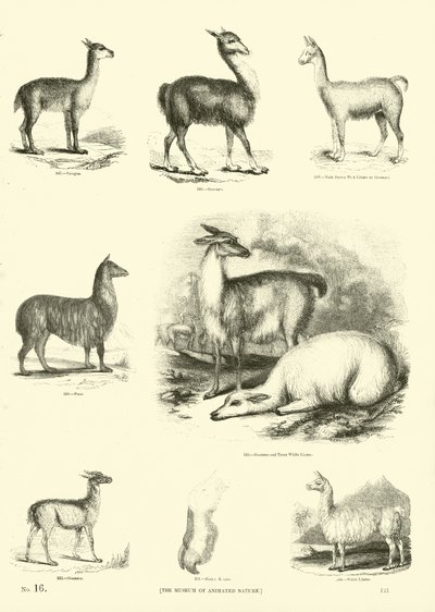 Side fra The Pictorial Museum of Animated Nature af English School